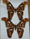 37