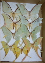 actias1