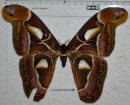 dsc_0096