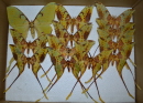 Actias